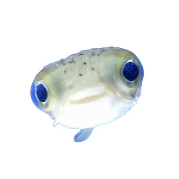 fishstik